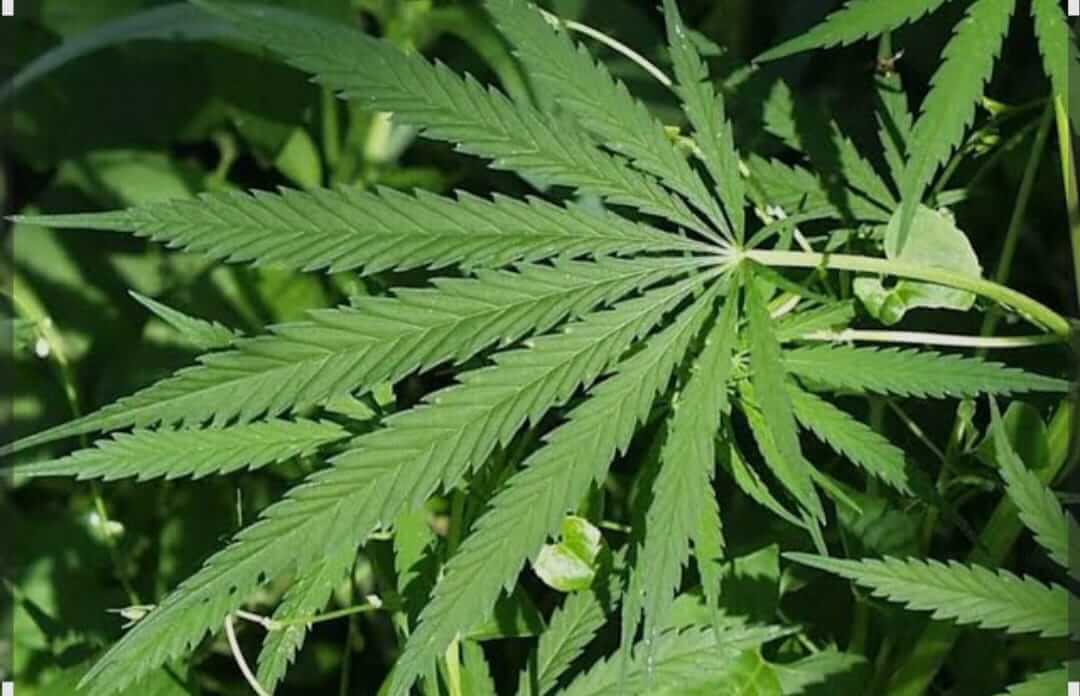 News GANJA Illegal Captured